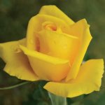 The Yellow Hybrid Tea Rose 5LT
