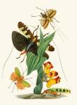 The Cabinet Of Oriental Entomology Pl Xxvi 1848 Art Print - A4