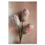 Watercolour Wash Protea 2 - A4 No Frame Print Only