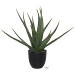 Aloe In Pot Copy
