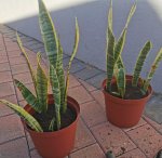 Sansevieria Trifasciata Snake Plant 4 Litre Bag - Laurentii Yellow Border