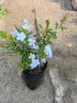 Plumbago 4 Litres