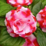 Impatiens ‘glimmer’ 25CM Hanging Basket