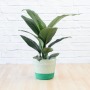 Peace Lily - Sensation - In Green Colour Block Cotton Cord Planter