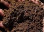 Reptile Resort Peat Moss – Substrate