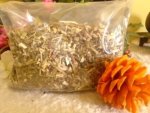 Echinacea Herb 50G