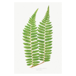 Gathering Green 15 Art Print