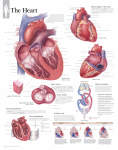 The Heart 1400