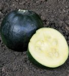 Squash Gem Rolet Seed - 100 G Raw Seed