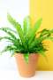 Birds Nest Fern - 12CM