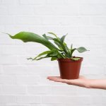 Staghorn Fern - In 12CM Nursery Pot