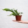 Staghorn Fern - In 12CM Nursery Pot