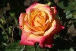 Brigadoon Hybrid Tea Rose 5LT