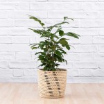 Natal Mahogany - 25CM In 30CM Shishi Basket