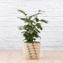 Natal Mahogany - 25CM In 30CM Shishi Basket