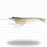 ASTRO Nomad Live Ops Switcher Shrimp 2.3 - - Basil Manning