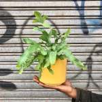 Blue Star Fern - In 16CM Mustard Migo Planter