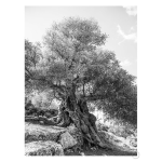 Olea Art Print - A4