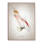 Leadbeater's Cockatoo Art Print - A3 420X297 Mm