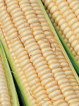 Mealie Green Kalahari Early Pearl Seed - 50 G Raw Seed