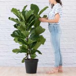 Fiddle Leaf Fig - 3 Stem - Extra Large - In 35CM Nursery Pot Single Stem 1.7M