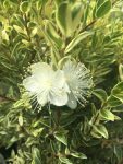 Myrtus Communis Variegated 10LT Ball