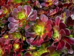 Aeonium Red 4LT