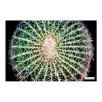 Prick 1 Art Print - A4