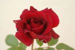 Illse Roos Hybrid Tea Rose 5LT