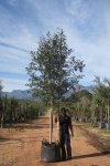 Syzygium Guineense 200LT