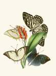 The Cabinet Of Oriental Entomology Pl Xxviii 1848 Art Print - A1