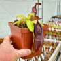 Tropical Pitcher Nepenthes 'bongso' - Medium Plant In 12CM Plastic Pot