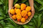 Madagascar Mango Concentrate - 10ML