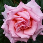 Compassion Climbing Rose 5LT