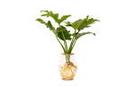 Barrel Vase With Philodendron Selloum