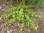 Portulacaria Afra ‘prostrata’ 128 Plug Tray