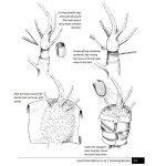 Bonsai Beginners E-book