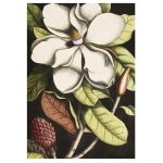 Magnolia Black Art Print