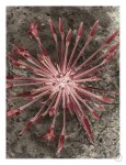 Fire Lilly Art Print - A3