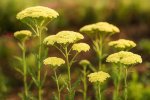 Achillea Millefolium Light Yellow 17CM Pot