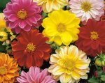 Dahlia Unwins Bedding Mix Seed - 20 G Raw Seed