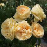 Lioness Grandirosa Rose 5LT