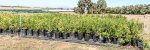 Click & Plant Online Nursery