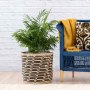 Love Palm - Extra Large - In Queen Ilala Basket