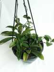 Hoya Carnosa - Large - 20CM Hanging Basket Limited Edition