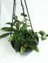 Hoya Carnosa - Large - 20CM Hanging Basket Limited Edition