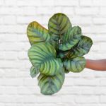 Calathea Fasciata - 14CM Nursery Pot