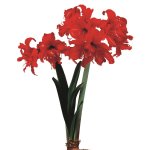 Amaryllis Sonata Double – “fanfare” Bulbs