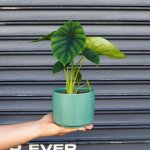 Elephants Ear - Green Shield - In 13CM Migo Teal Planter