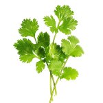 Coriander 12CM Pot